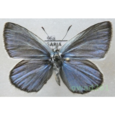 Polyommatus escheri (Hübner, 1823) male Modraszek escheri Bulgaria96a